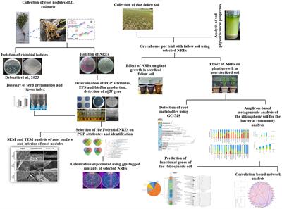 Non-rhizobial nodule endophytes improve nodulation, change root exudation pattern and promote the growth of lentil, for prospective application in fallow soil